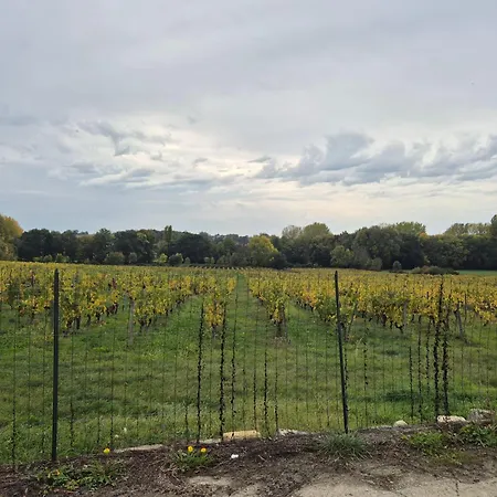 別荘 Maison Au Coeur Des Vignes *